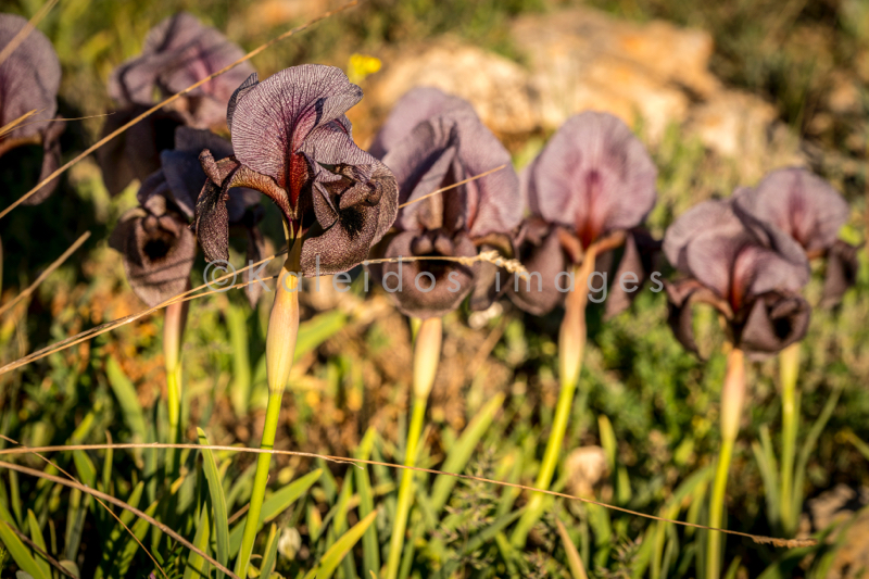 Al Arz;Iris;Iris Cedreti;Kaleidos;Kaleidos images;Lebanon;Middle East;Near East;Proche Orient;Tarek Charara;Flowers;Endemic;Endangered species;Endemic species;Critically endangered;Critically endangered species